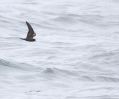 Ashy Storm-petrel